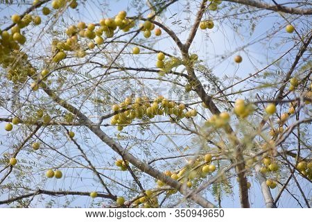 Indian Gooseberries Or Amla Fruit Hanging On Tree. Indian Gooseberry Is An Essential Ingredient Of T