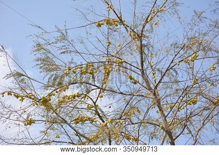 Indian Gooseberries Or Amla Fruit Hanging On Tree. Indian Gooseberry Is An Essential Ingredient Of T