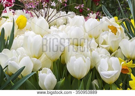 Tulipa Of The Purissima  Species In A Greenhouse.