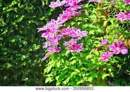 Flowers Of Perennial Clematis Vines In The Garden. Beautiful Clematis Flowers Near The House. Clemat