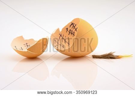 The Chicken Has Counted Down The Days And Finally Escaped The Egg, Leaving Behind Only A Feather