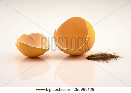 The Chicken Has Cracked Open The Egg And Departed, Leaving Behind Only A Feather. Isolated On A Whit