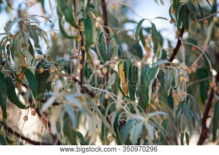 Tree With Small Fruits Of The Oleaster