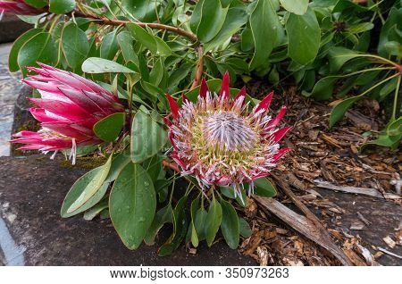 Blooming Protea Burchellii Flower In The Garden. Protea Flower Close Up