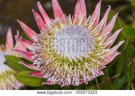 Blooming Protea Burchellii Flower In The Garden. Protea Flower Close Up.