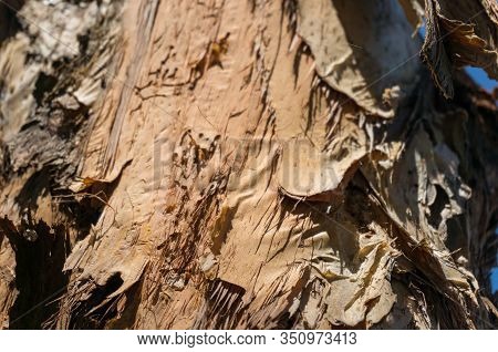 Tree Bark Texture Close Up. Paperbark Eucalyptus Tree, Melaleuca Quinquenervia Bark Texture Backgrou