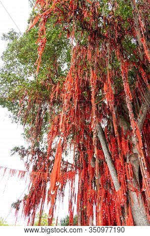 Sekinchan Wishing Or Hope Tree In Pantai Redang Is Popular Tourist Destination