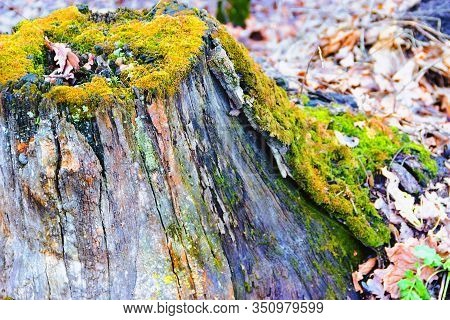 Old Stump On Whitch Green Moss Grows