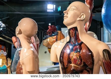 Anatomy Male Body Chest And Abdomen Model For Doctor And Education. Close Up Of Anatomy Chest, Abdom