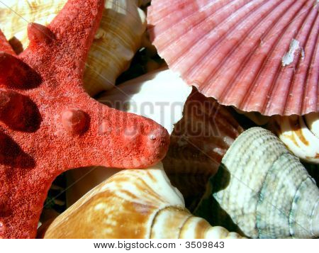 Sea Gifts