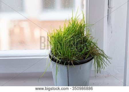 Vase Of Cats Grass Background. Vase With Cats Grass On White Background. Background Image Of Cats Gr