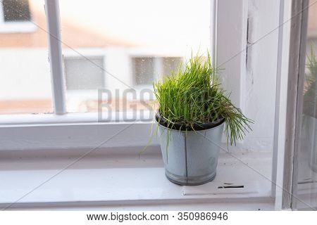 Vase Of Cats Grass Background. Vase With Cats Grass On White Background. Background Image Of Cats Gr