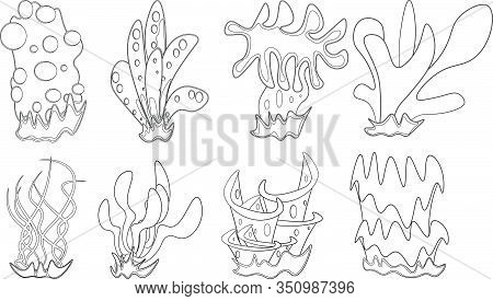 Beautiful Sea Corals In A Linear Black And White Pattern On A White Background