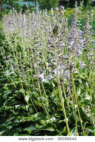 Hosta bloem in bloei