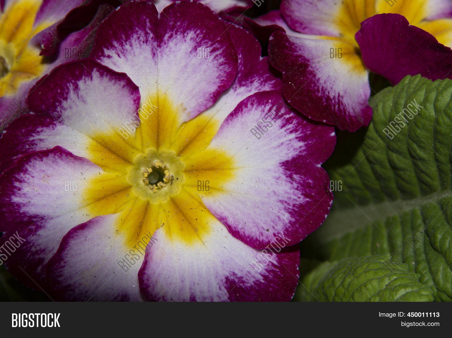 Primula Very Pretty Image & Photo (Free Trial) Bigstock