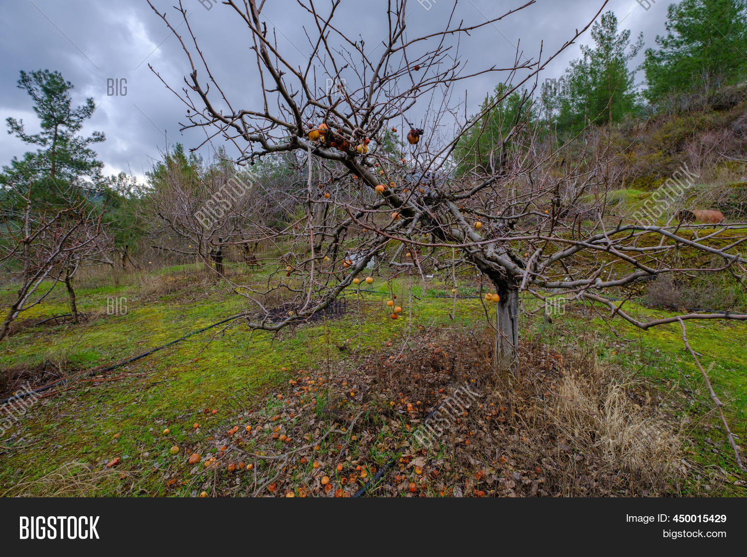 Deciduous Apple Trees Image & Photo (Free Trial) Bigstock