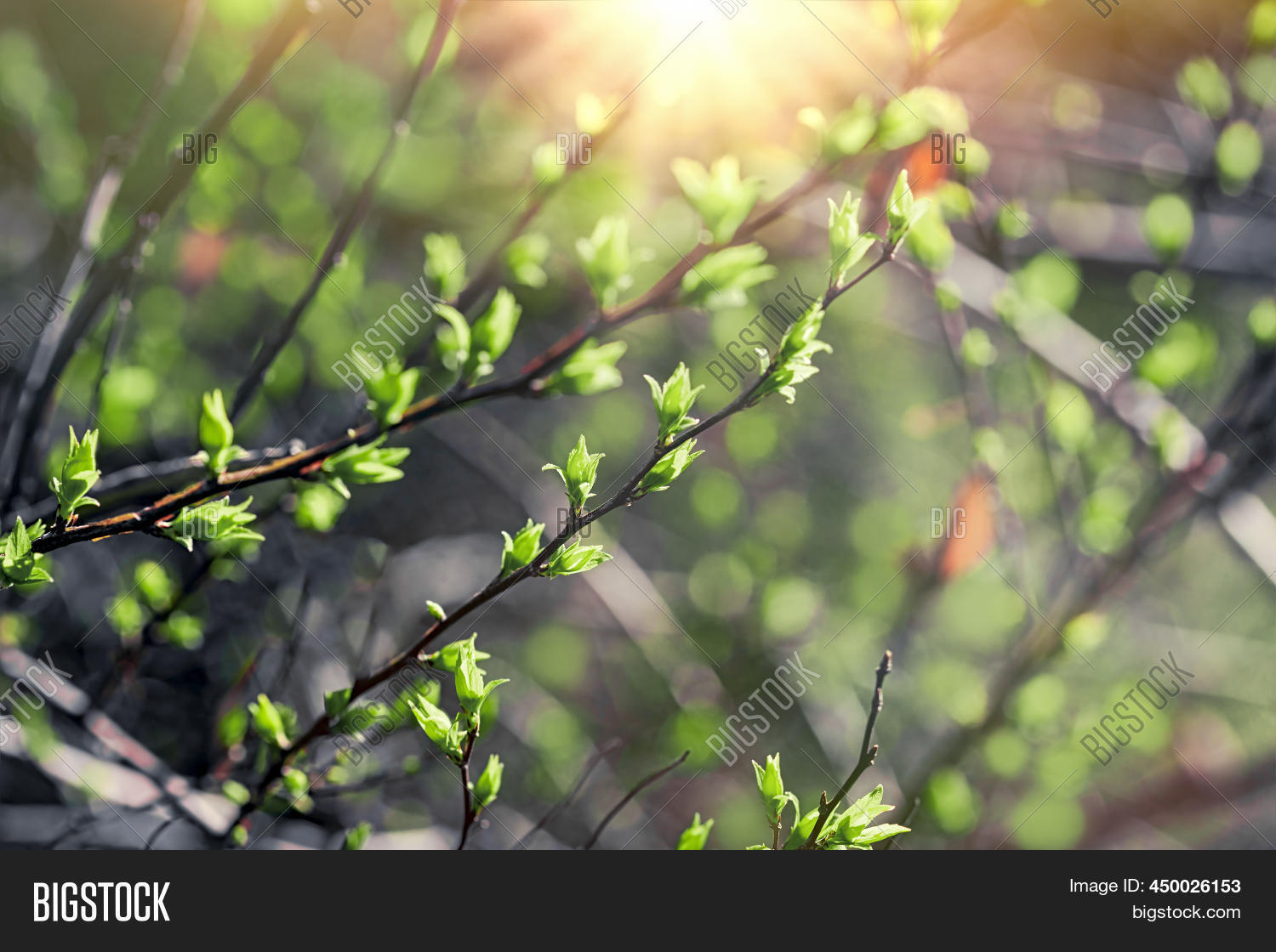 Spring Leaves, Spring Image & Photo (Free Trial) | Bigstock