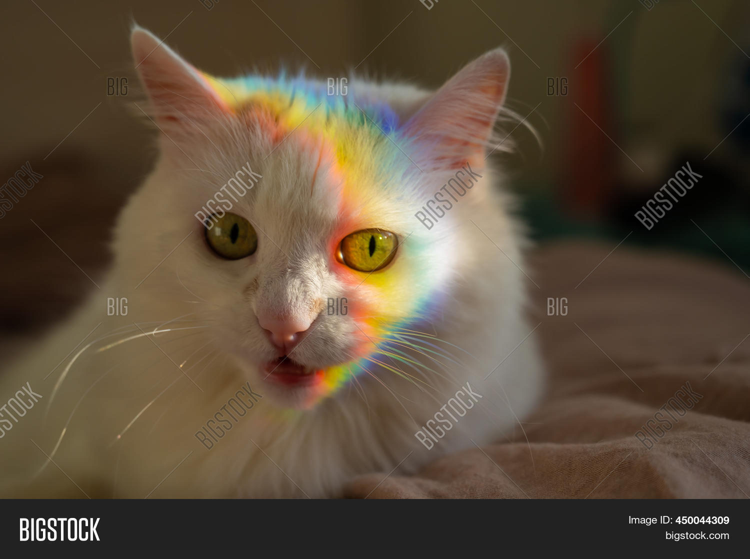 White Fluffy Cat Lies Image & Photo (Free Trial) Bigstock
