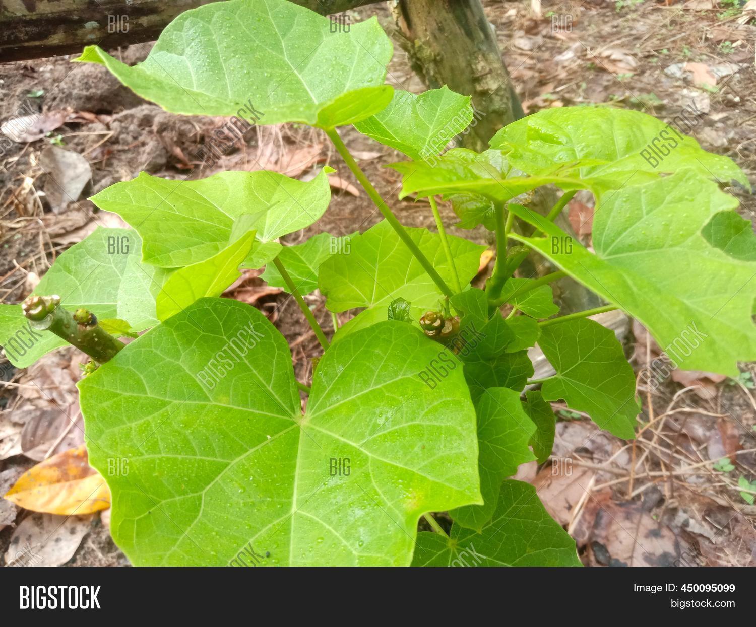 This Castor Tree Plant Image & Photo (Free Trial) | Bigstock