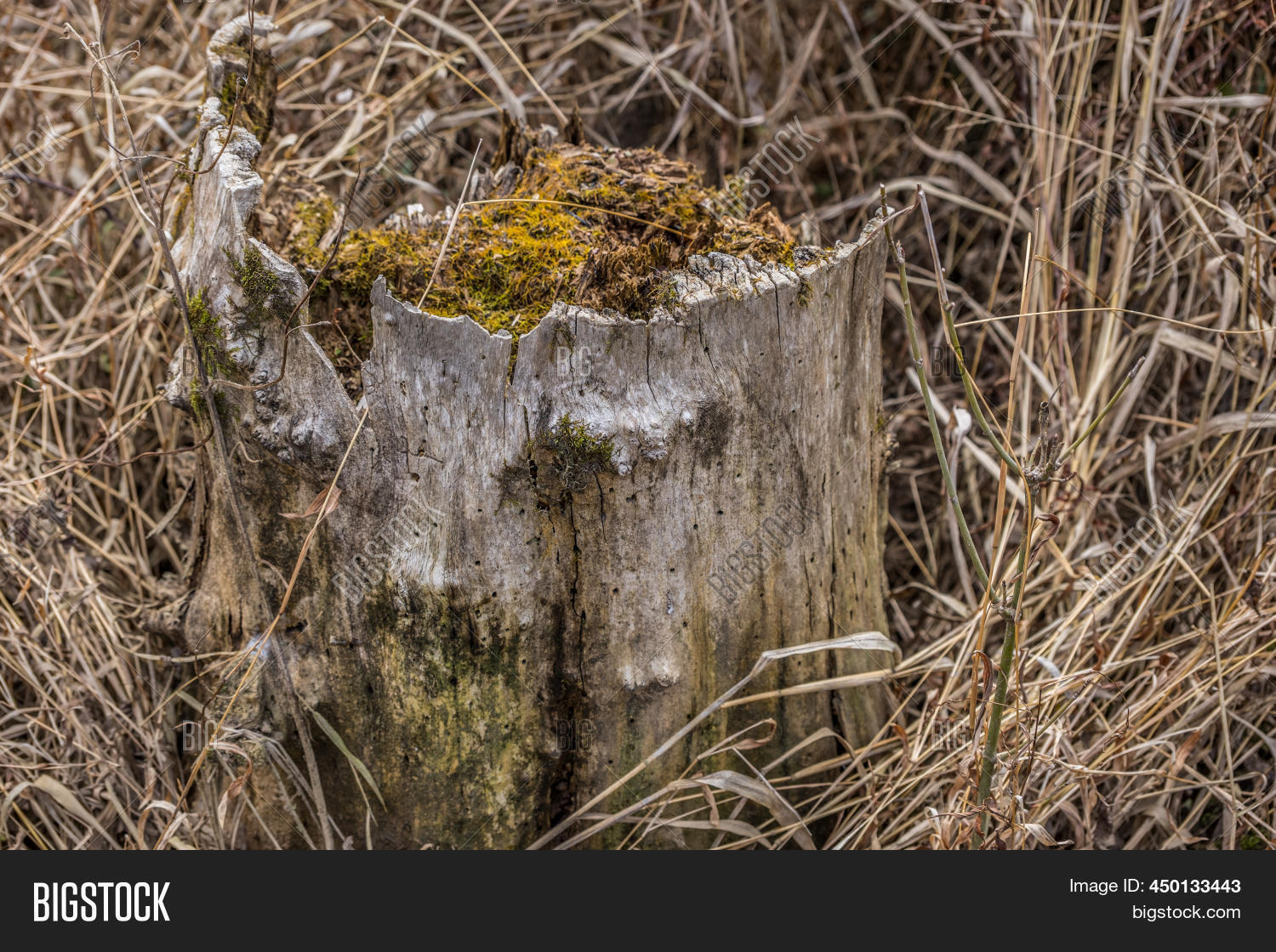 Decomposing Tree Trunk Image & Photo (Free Trial) | Bigstock