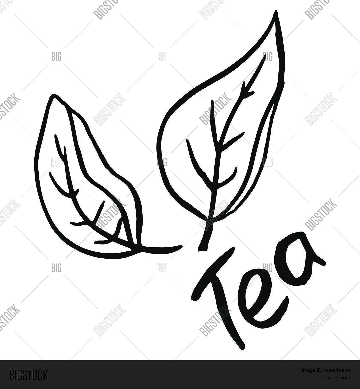Tea Leaf Sketch Vector & Photo (Free Trial) Bigstock
