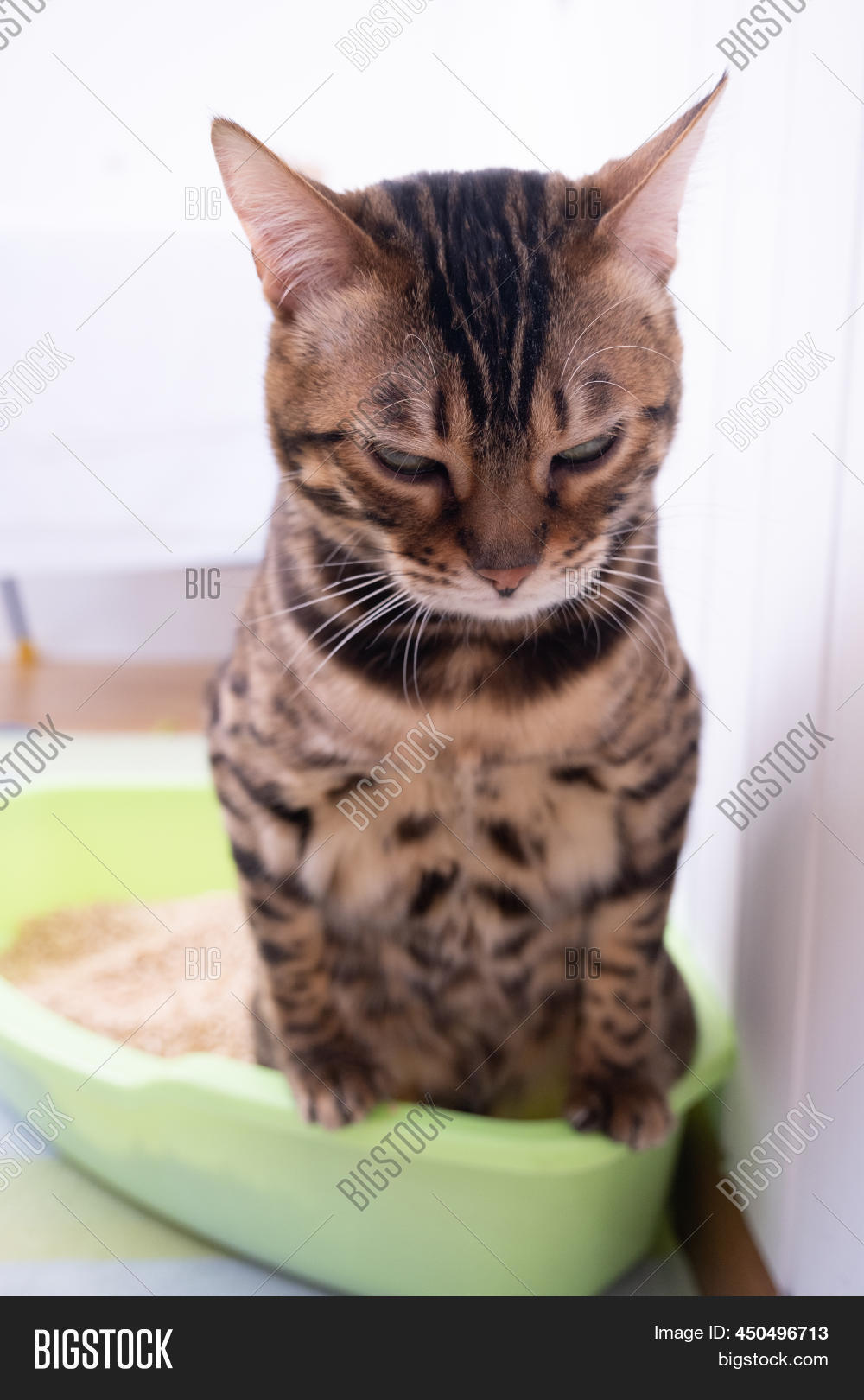 Cat Using Litter Box. Image & Photo (Free Trial) Bigstock