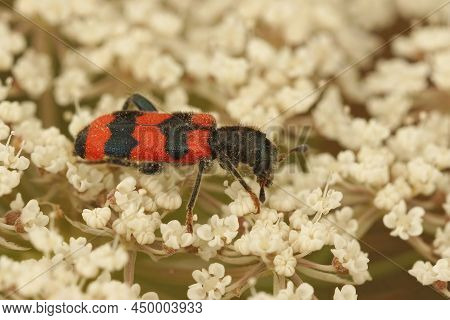 Closeup On The Colorful Red Bee Wolf Parasite Beetle, Trichodes Apiarius Feeding On A White Wild Car