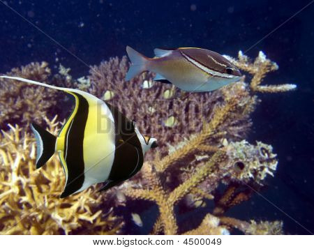 CoralFish