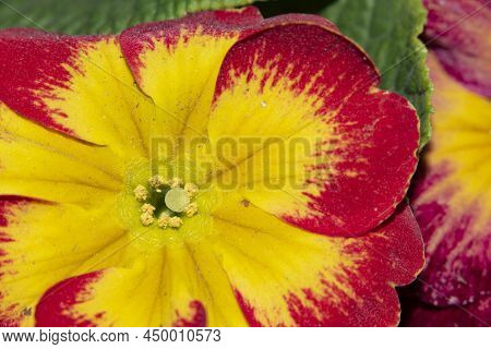 Macro Photo Mof Primula Potted Flower Close Up