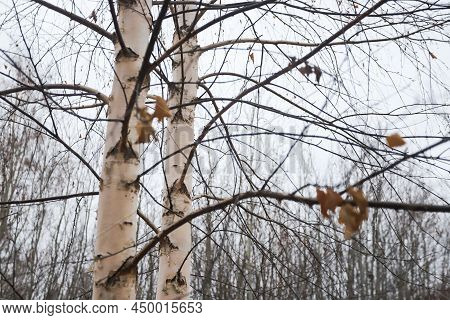 Crooked Birch Tree In A Yellow Dry Autumn Forest In A Clearing
