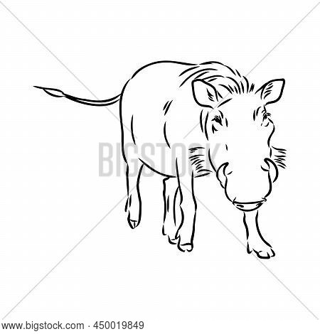 Black And White Vector Line Drawing Of A Warthog