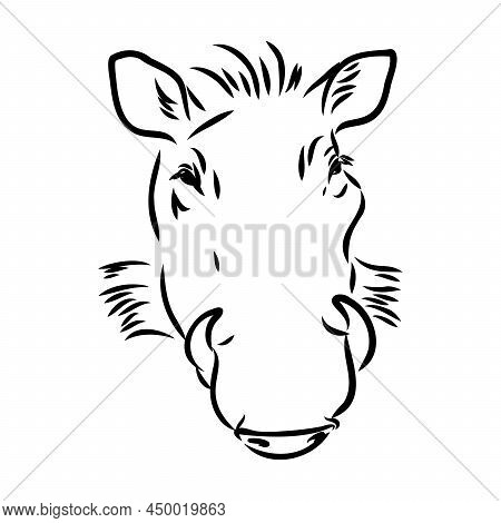 Black And White Vector Line Drawing Of A Warthog