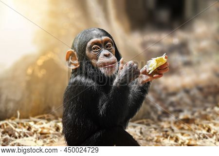 Adorable Little Baby Chimpanze Showing Thumbs Up And Smiling While Looking To The Camera.