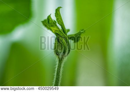 Pumpkin Tree Is A Plump, Nutritious Orange Vegetable, And A Highly Nutrient Dense Food. It Is Low In