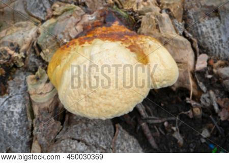 Blurred Image Of Polyporous Fungus, A Common Fungus On Old Tree Trunk. Howrah, West Bengal, India.