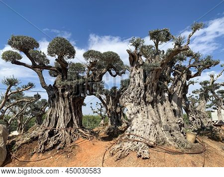 Old Bizarre Olive Trees In The Zimrat Moshav In Southern Israel