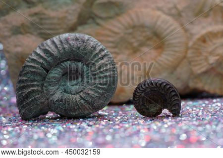 The Ammonites (ammonoidea) Are An Extinct Subgroup Of Cephalopods Photographed In The Studio