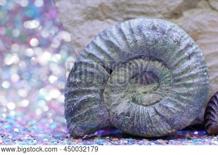 The Ammonites (ammonoidea) Are An Extinct Subgroup Of Cephalopods Photographed In The Studio
