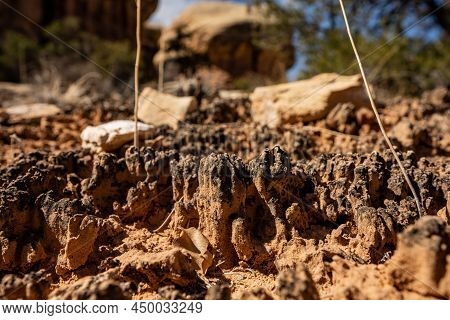 Close Up Of Thick Desert Crust On The Surface Of The Ground In Canyonlands