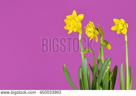 Blooming Narcissus Clamineus Spring Flowers On Bright Violet Background With Copy Space