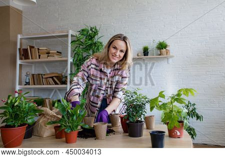 Spring Work Room Care, Houseplant Renunciation. Waking Up Indoor Plants For Spring. A Woman Transpla