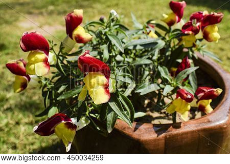 Antirrhinum Majus Floral Showers Flowers. Red And Yellow Bicolor Flowers Bunch Blooming