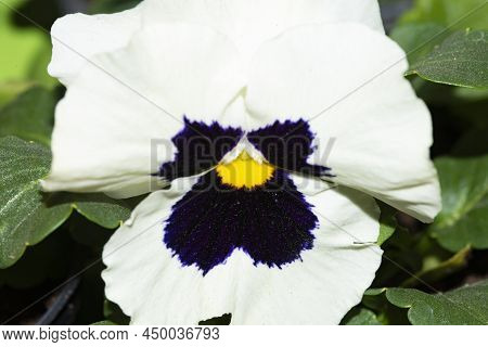 Pancy Very Nice Colorful Early Garden Spring Flower