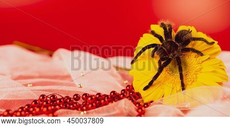 Big Spider On Yellow Flower. Shaggy Tarantula On Gerbera Flower. Close Up.