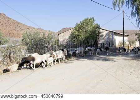 Sheep Being Herded Along Street In Nieu-bathesda