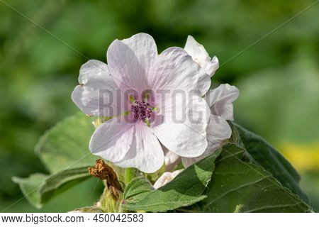 Marsh Mallow (althaea Officinalis) Flower