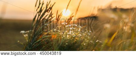 Blooming Wild Flower Matricaria Chamomilla, Matricaria Recutita, Chamomile. Commonly Known As Italia