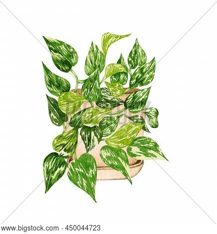 Hand Painted Watercolor Pothos Houseplant. Potted Hanging Plant Illustration. Potted Golden-potho