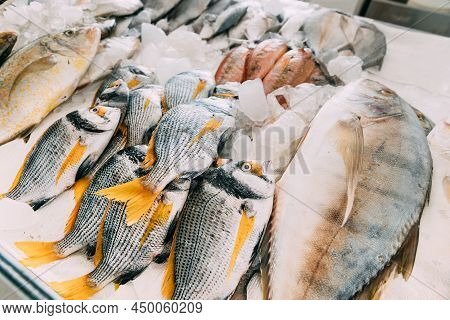 Fresh Fish On Display On Ice On Fishermen Market Store Shop. Seafood Fish. Top View. Dubai Fish Mark