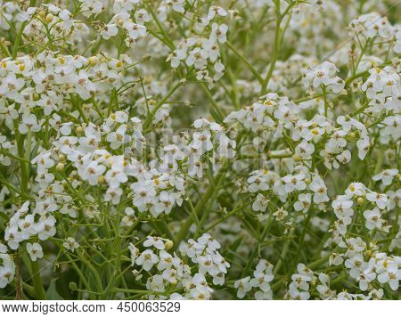 Spring White-green Floral Background. Close-up Of White Flowers Blooming On The Seashore Of A Light 